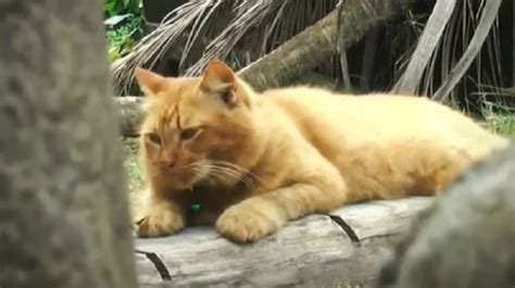 Alguien podría definir a harry nilsson como un gran talento desperdiciado. Gatita ha visitado la tumba de su amo durante dos años