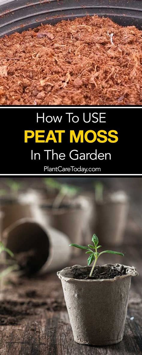 Check spelling or type a new query. Using Peat Moss - Do Use Peat In Your Growing? | Peat moss ...