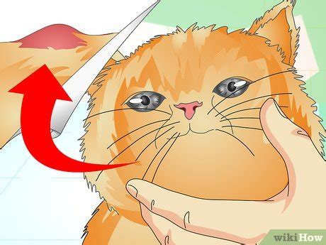 Here you may to know how to brush a cat s teeth wikihow. How to Check Your Cat's Teeth: 11 Steps (with Pictures ...