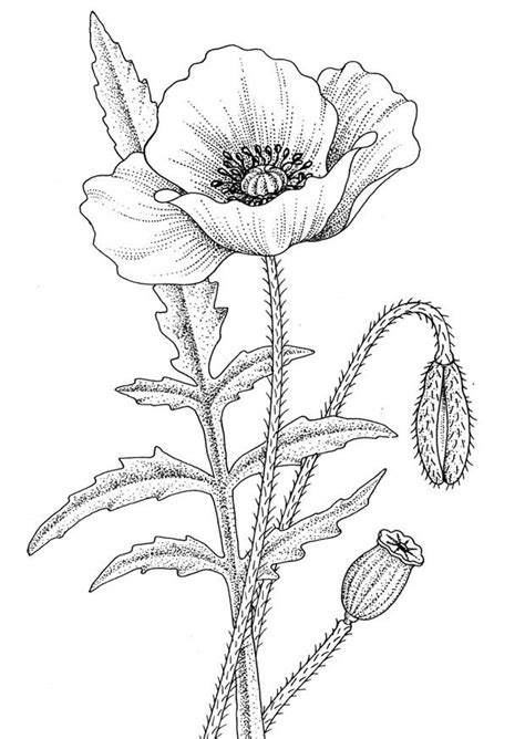 Magical, meaningful items you can't find anywhere else. Malvorlage Mohnblume - Kostenlose Ausmalbilder Zum ...
