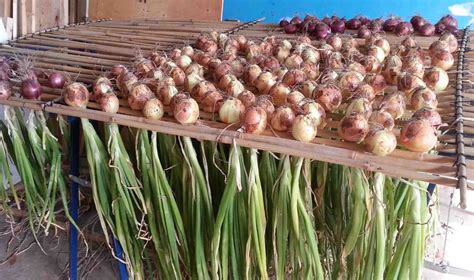 Learn how to cure onions for winter storage, including two options for curing time envirohouse how to cure onions for storing step 1: The Gardening Me: Harvest Monday - October 26, 2015