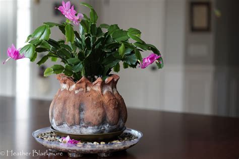 The christmas cactus , also known as schlumbergera bridgesti , knows when it's time to bloom just in time for the holidays. How to Prevent Christmas Cactus Buds From Falling Off ...