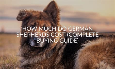 The main reason german shepherd puppies cost so much is the cost of breeding german shepherds and raising the puppies is not cheap. How Much Do German Shepherds Cost (Complete Buying Guide) - Jubilant Pups