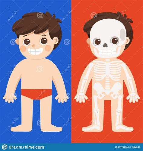 Kid Body Anatomy Vector. Human Skeleton Part. Stock Vector ...