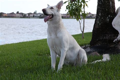 Buy or sell your german shepherd puppy in the want ad digest today. Pin by Kingland Kennels on Kenya (With images) | German ...