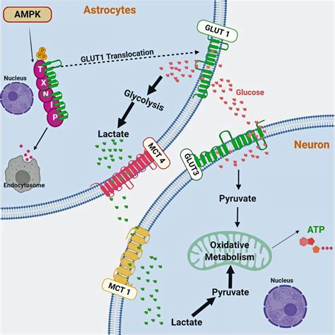 Navigation biology membrane function pogil answer key scientists discover key regulator of neuron function and Scientists discover key regulator of neuron function and ...