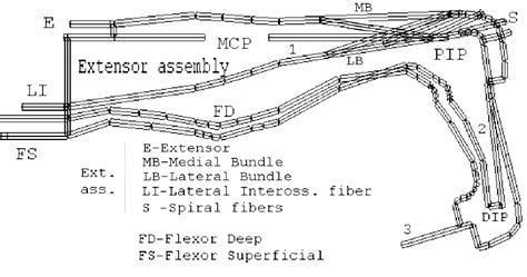 Movement of tendon will be detected optoelectronic sensor which is fixed on the stamp of the hand. The kinematic scheme of a finger of a hand with basic tendons . | Download Scientific Diagram