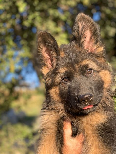 German shepherd puppies are often listed as one of the most popular puppy breeds in the united states. White German Shepherd Puppies With Blue Eyes For Sale