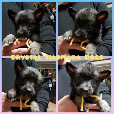 The website collected by this website comes from the. 狼犬 - 子犬や子猫たちのペット販売情報が満載「ペット ...