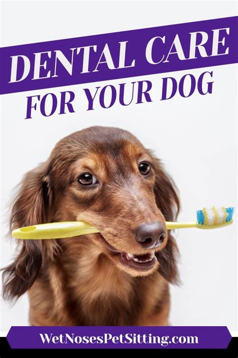 Affordable animal hospital of covina is there, just like your dentist, to provide the deep. Dental Care For Your Dog | Holistic dog, Natural pet care ...