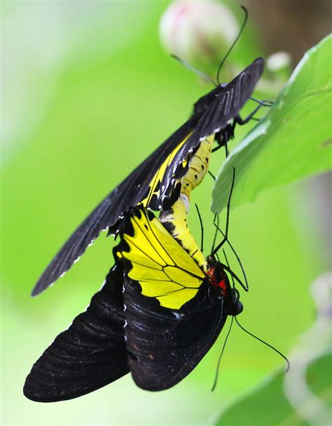 From a big ole' bear, to teeny tiny mice, and everything in between. Common Birdwing | Forest light, Eco garden, Nature