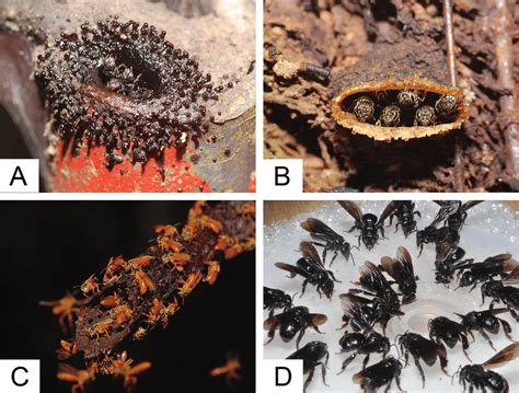 Stingless bees thrive in most tropical or subtropical regions and there are over 500 species, 78 of them found in malaysia, but only a few of them can produce honey. Stingless bee species in La Gamba. Examples of nest ...