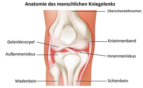 Gegebenenfalls schmerzen beim durchstrecken des beines. Meniskus: Aufgabe, Anatomie, Meniskusverletzung, Symptome ...