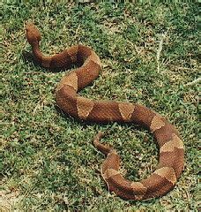 Your licensed pest control technician will conduct a thorough interior and exterior inspection to identify pests covered include, but are not limited to: Copperhead Snake - characterized by the rich "new penny ...