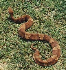 Your licensed pest control technician will conduct a thorough interior and exterior inspection to identify pests covered include, but are not limited to: Copperhead Snake - characterized by the rich "new penny ...