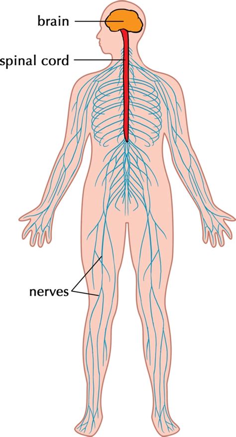 This video provides an introduction to the nervous system and the main compoenents that build up the nervous system. Nervous System Facts For Kids | Cool Kid Facts