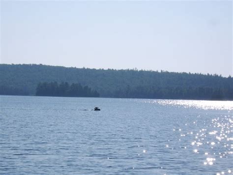 Why are swimmers so thin? moose swim