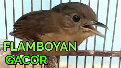 Burung flamboyan burung flamboyan gacor dan rajin bunyi adalah idaman semua orang, cara merawat burung flamboyan agar rajin bunyi, buka paruh dan tidak bisu teentu memerlukan beberapa media. Suara Burung Flamboyan Betina : Download suara kicauan ...