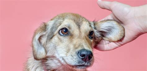 Prurito alle orecchie del cane: come calmarlo? nel 2020 ...