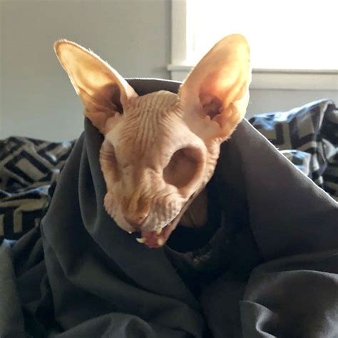 Resulting from a naturally occurring recessive genetic mutation, the sphynx was developed through crossbreeding with shorthair cats to create a healthy, broad gene pool. Sphynx Cat With No Eyes in 2020 | Hairless cat, Sphynx cat ...