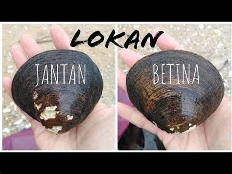 Semua membedakannya berdasar tongkrongan dan warna bulu. Lokan Jantan dan Betina - YouTube