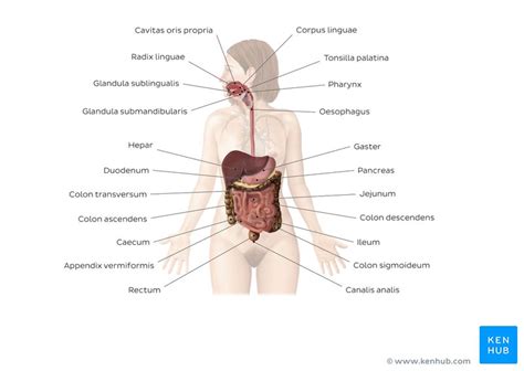 Sie sind beispielsweise hauptbestandteil jeder zellmembran, sind teil von vielen proteinen und stellen in form von triglyceriden eine der hauptnahrungsquellen des menschlichen körpers dar. Organsysteme des Menschen - Aufbau und Anatomie | Kenhub