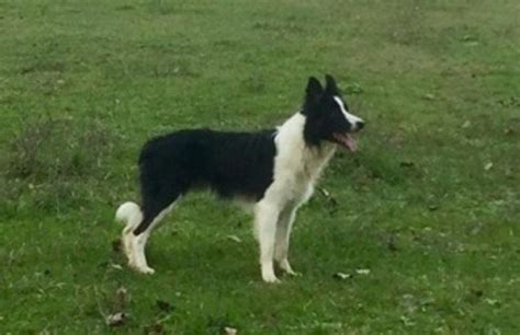 Está considerada como la raza de perros más inteligente que existe. Aruck, un perro border collie desaparecido misteriosamente ...