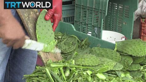 The inside can very as well, although very. Money Talks: Mexico's prickly pear cactus generates ...
