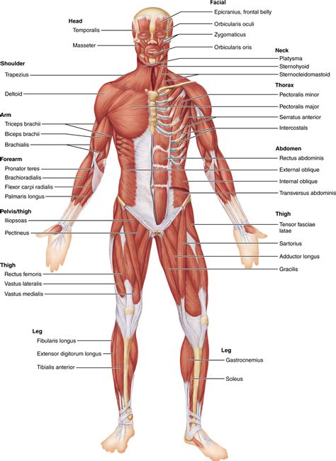 The sartorius muscle is the longest muscle in the body. Identification of Human Muscles | Human body muscles ...