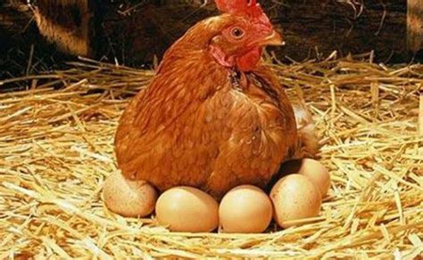 Apa tafsir arti mimpi membeli ayam jantan, betina atau petelur (ayam yang di ambil telornya).? 99 arti mimpi ayam bertelur Banyak, Emas dan Menetas di Dalam Rumah - Arti Mimpi Ayam