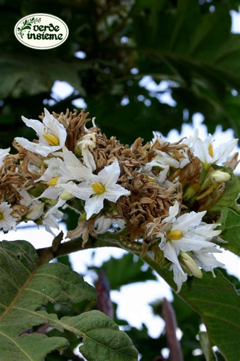 Per questo motivo, nella coltivazione del mandorlo, è necessario piantare diverse cultivar compatibili tra di loro. Fiori Bianchi Orto Spontanee : Riconoscere E Raccogliere ...