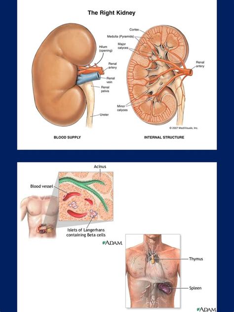 There are a few different parts of a woman's body (the female reproductive anatomy) that are involved with pregnancy and labor. Human Anatomy Charts and Diagrams with Private Label ...