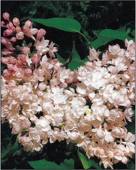 One of the most beautiful lilacs you can grow.if you are a lilac lover, then you have already heard of beauty of moscow (syringa vulgaris 'krasavitsa moskvy'). Beauty of Moscow Lilac Large trusses of double white ...