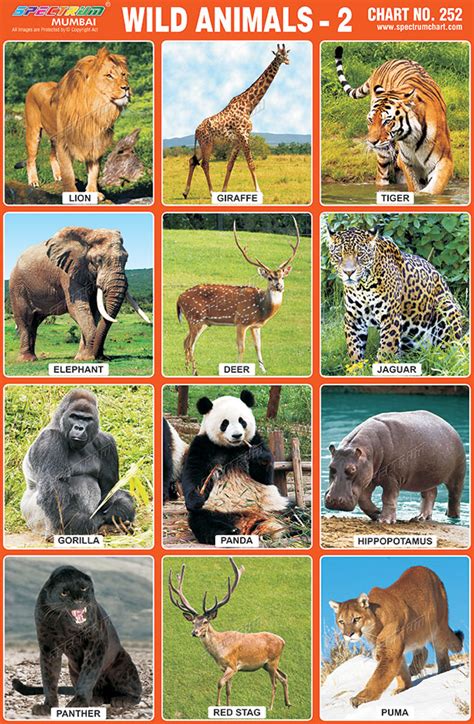 Set of cute cartoon animals and birds in the amazon areas of sou. Spectrum Educational Charts: Chart 252 - Wild Animals 2