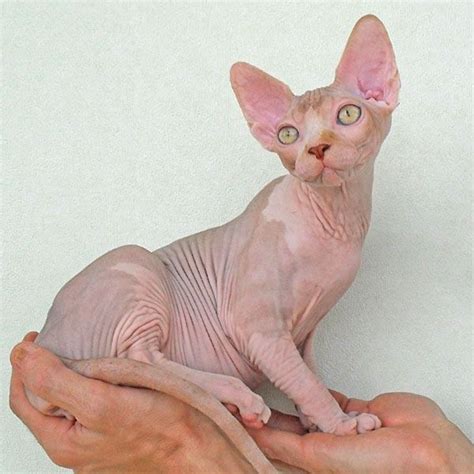 Check out our hairless cat selection for the very best in unique or custom, handmade pieces from our pet tops shops. Gallery Talialida Sphynx Cattery