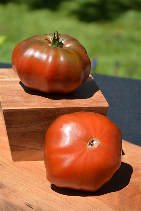 A brandywine pink heirloom tomato plant produces extremely tasty, large. Brandywine Black Tomato (Solanum lycopersicum 'Brandywine ...