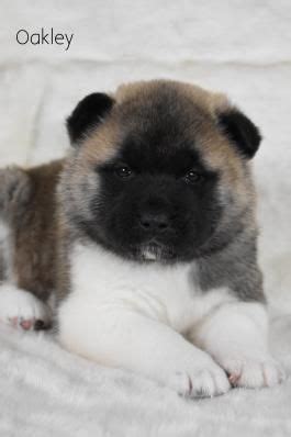 Up to date on shots, crate and puppy pad t. Craigslist Ohio Pets For Sale By Owner