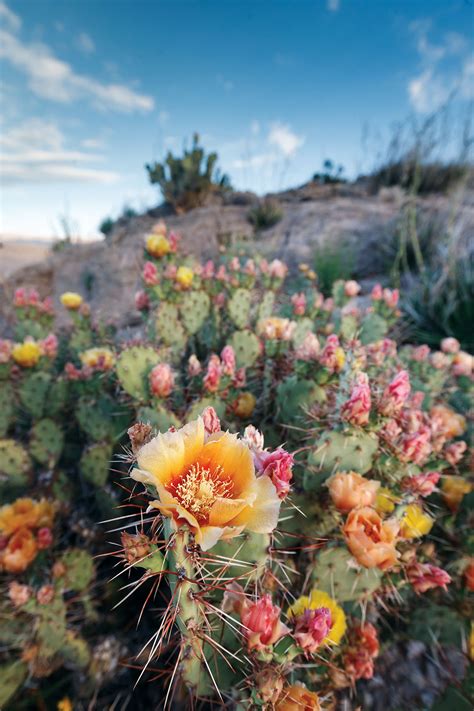 A genus in the cactus family, cactaceae. How to Cook with Prickly Pear | Texas Highways