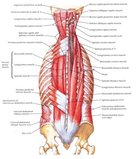 They originate from the vertebral column and all these muscles are therefore associated with movements of the upper limb. Human back muscle anatomical structure in detail