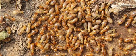 The use of about implies another subject. Termite Control | Pest Management Options In Las Vegas, NV