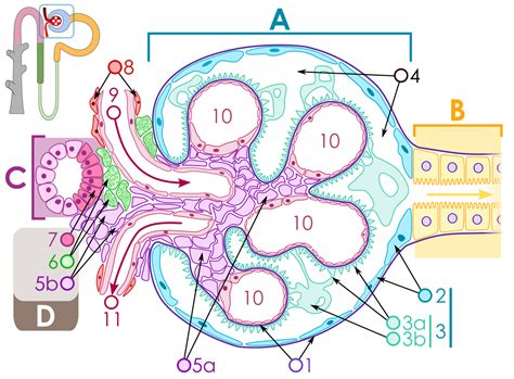 來自 cambridge english corpus the serum creatine kinase is grossly elevated, myoglobinuria may be evident, and there is a risk of acute renal failure. Renal corpuscle - Wikipedia