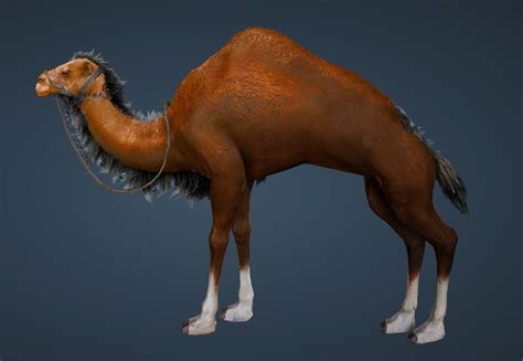 To get a camel mount you will need to have a level 26 or higher (any tier) horse, but the higher the tier of horse the more seals. BDO Fashion | Deep Brown Camel (Black Desert Online)