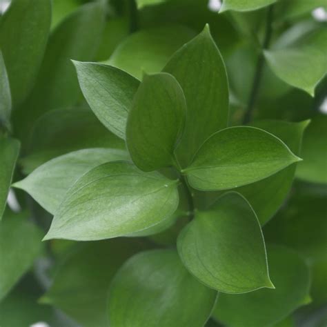 Maybe you would like to learn more about one of these? GlobalRose 60 Stems of Ruscus Leaves - Fresh Flowers for ...