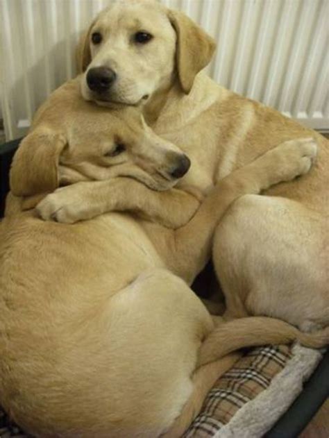 Sister blows brother in basement. Brother & sister labs. She's afraid of thunderstorms, and ...