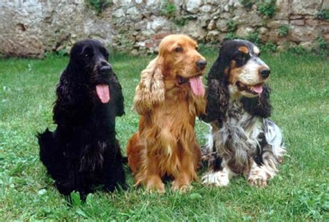 The american cocker spaniel and the english cocker spaniel. COCKER SPANIEL INGLESE