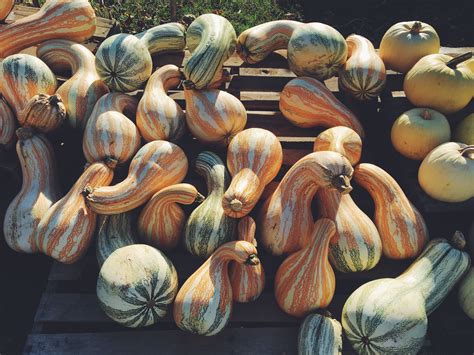 Maybe you would like to learn more about one of these? Pumpkins & gourds 🎃 | Pumpkin, Gourds, Vegetables