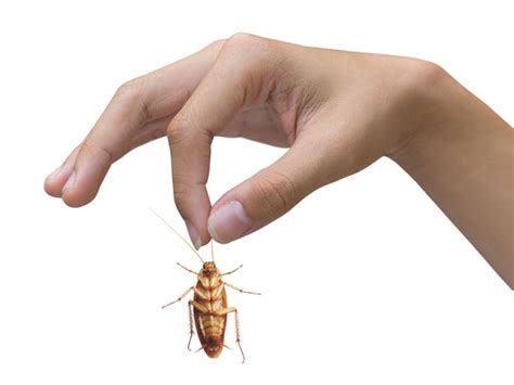 Store food that has already been opened in airtight containers. Quick Solutions To Get Rid Of Cockroaches Forever ...