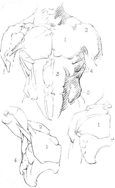 The diagram accompanying the drawing further reveals the actions of the muscles in this pose. The Trunk - Front View. Continued, The Torse, Profile ...