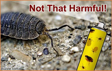 Covering your crops with mulch may help in eliminating a potato bug by repelling it. Are Rolly Polly Bugs Bad For Garden | Fasci Garden