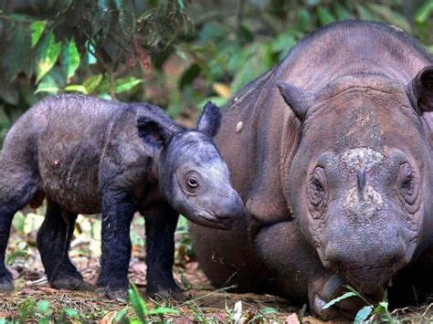 Other animals you can find in the indonesian rainforests are the indonesian rhinos. PROTECT ALL WILDLIFE on | Most endangered animals, Sumatran rhino, Rare animals